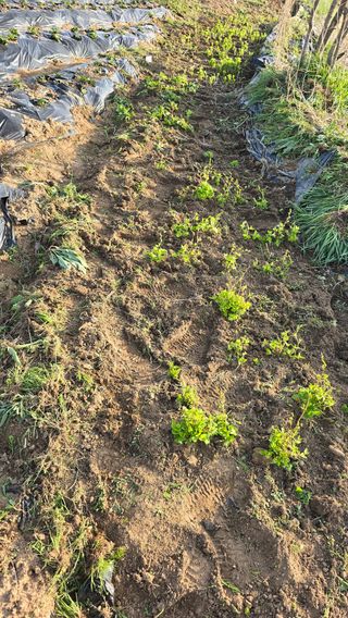 황규복(달구지)님의 자유주제 · 자유게시판 작성글 사진