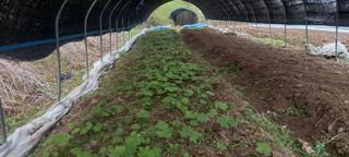 병풍취산채농원님의 자유주제 · 자유게시판 작성글 사진