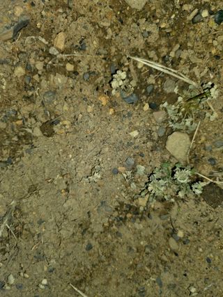 _고성농장님의 🌿농부님의 제초법은?·참여글 작성글 사진
