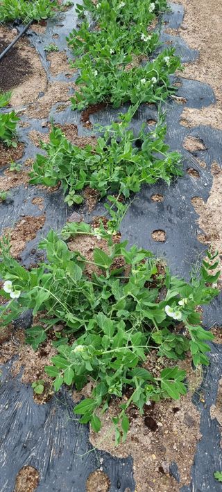 박순덕님의 자유주제 · 자유게시판 작성글 사진