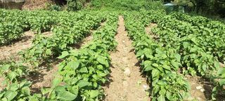 엄재식님의 🌿농부님의 제초법은? · 참여글 작성글 사진