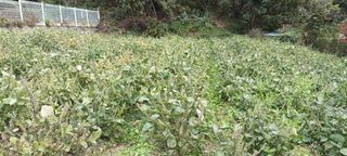 엄재식님의 🌿농부님의 제초법은? · 참여글 작성글 사진