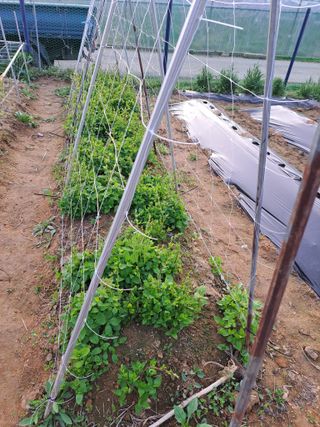 온시디움님의 자유주제 · 자유게시판 작성글 사진