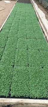 팜모닝 🌿농부님의 제초법은?·참여글 게시글 이미지