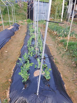 온시디움님의 자유주제 · 자유게시판 작성글 사진