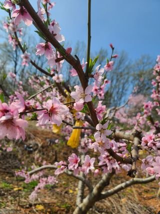 은혜농원(사과농사)님의 자유주제 · 자유게시판 작성글 사진