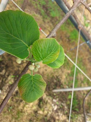 ㄱ차용석 (고소작업차 5톤스카이)님의 농사, 무엇이든 물어보세요! · 참여글 작성글 사진