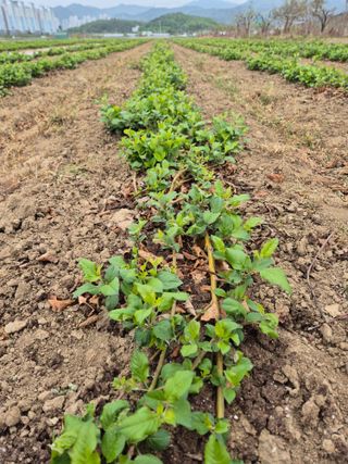 우리농원님의 자유주제 · 자유게시판 작성글 사진