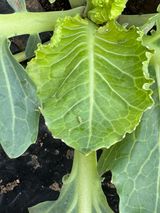 팜모닝 농사, 무엇이든 물어보세요!·참여글 게시글 이미지