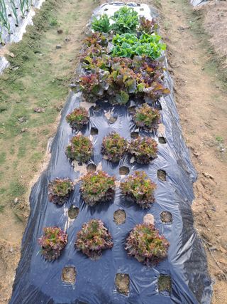 온시디움님의 자유주제 · 자유게시판 작성글 사진