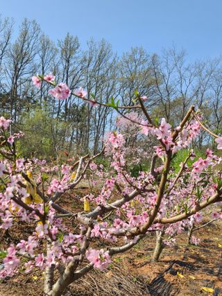 은혜농원(사과농사)님의 자유주제 · 자유게시판 작성글 사진