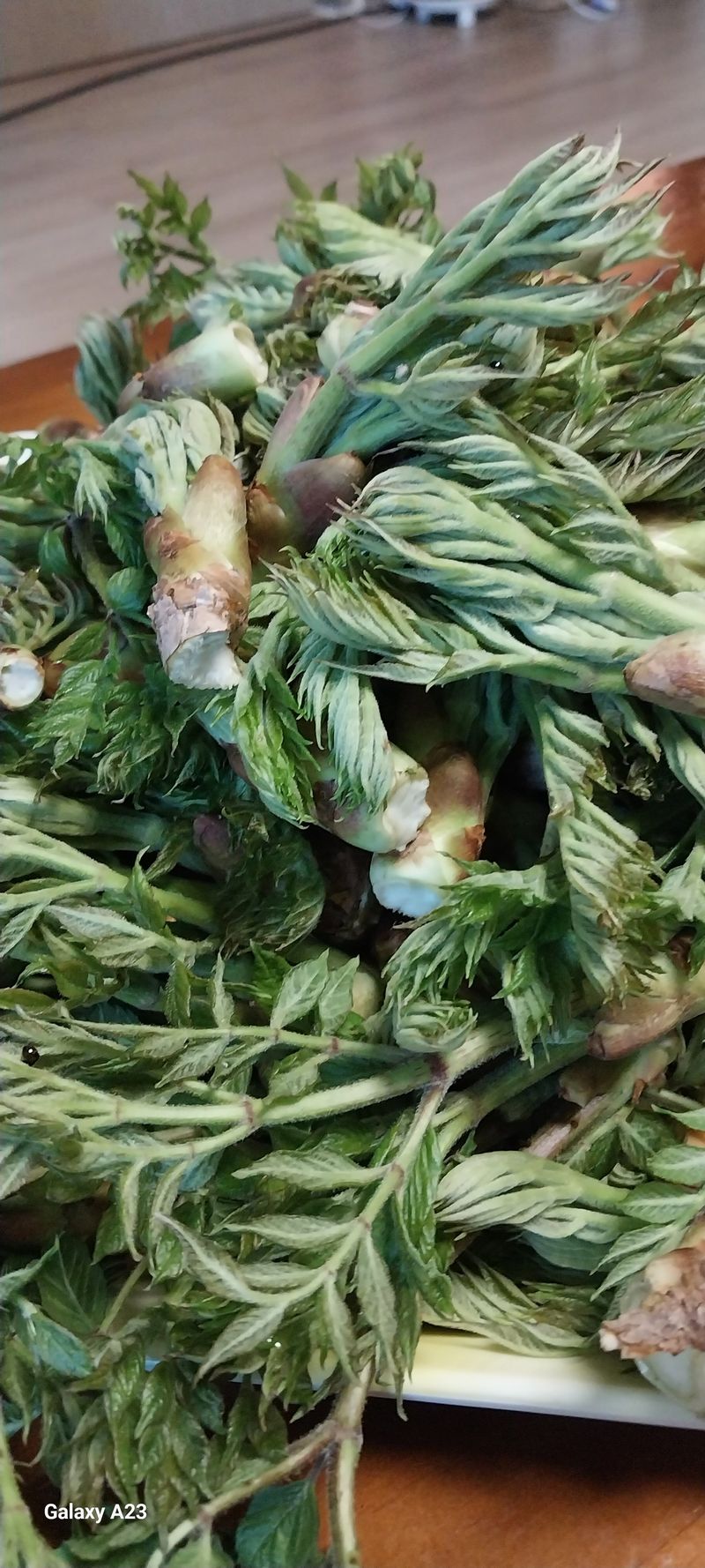 이일철 (조이산골)님의 장터 판매 상품 [땅두릅 (독활) 1Kg] 첨부 사진