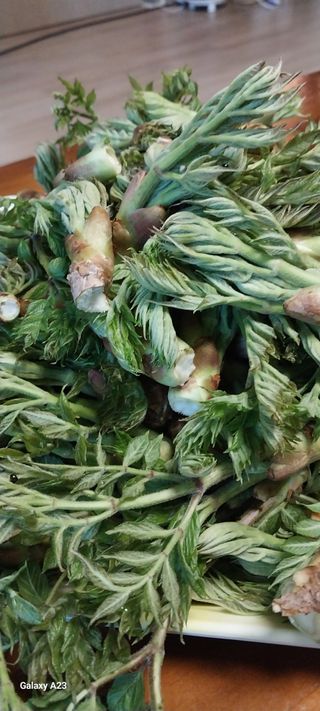 이일철 (조이산골)님의 작성글 사진