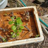 팜모닝 농사, 무엇이든 물어보세요!·참여글 게시글 이미지