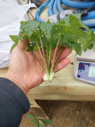 서산팔봉농원님의 자유주제 · 자유게시판 작성글 사진