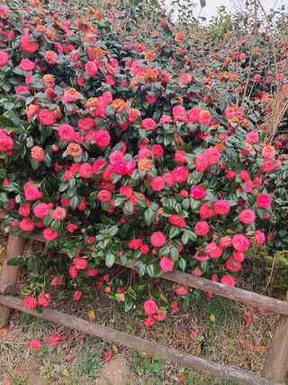 재연농장님의 자유주제 · 자유게시판 작성글 사진