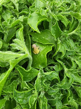 이정혜님의 🌱내 작물 자랑하기! · 참여글 작성글 사진