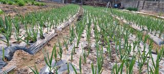 블루베리17119님의 🌱내 작물 자랑하기! · 참여글 작성글 사진