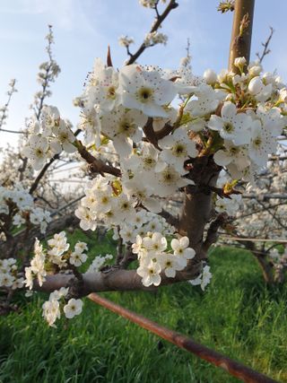 양파13440님의 🌱내 작물 자랑하기! · 참여글 작성글 사진
