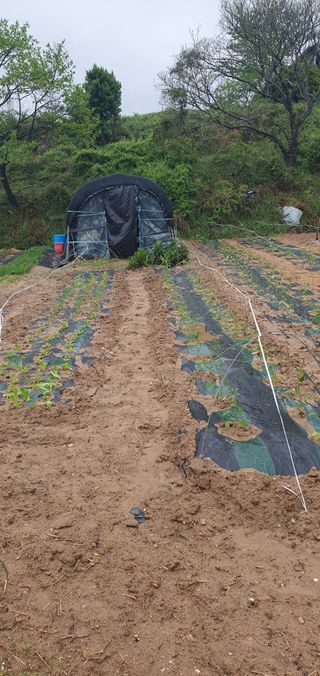 김영진님의 🌱내 작물 자랑하기! · 참여글 작성글 사진