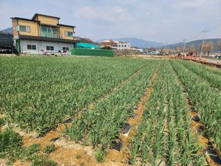 댕이골표영환님의 🌱내 작물 자랑하기! · 참여글 작성글 사진