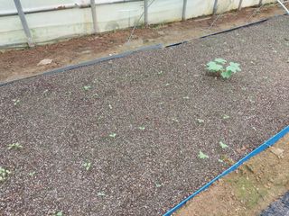 서산팔봉농원님의 자유주제 · 자유게시판 작성글 사진