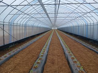 콩나라최여순님의 🌱내 작물 자랑하기! · 참여글 작성글 사진