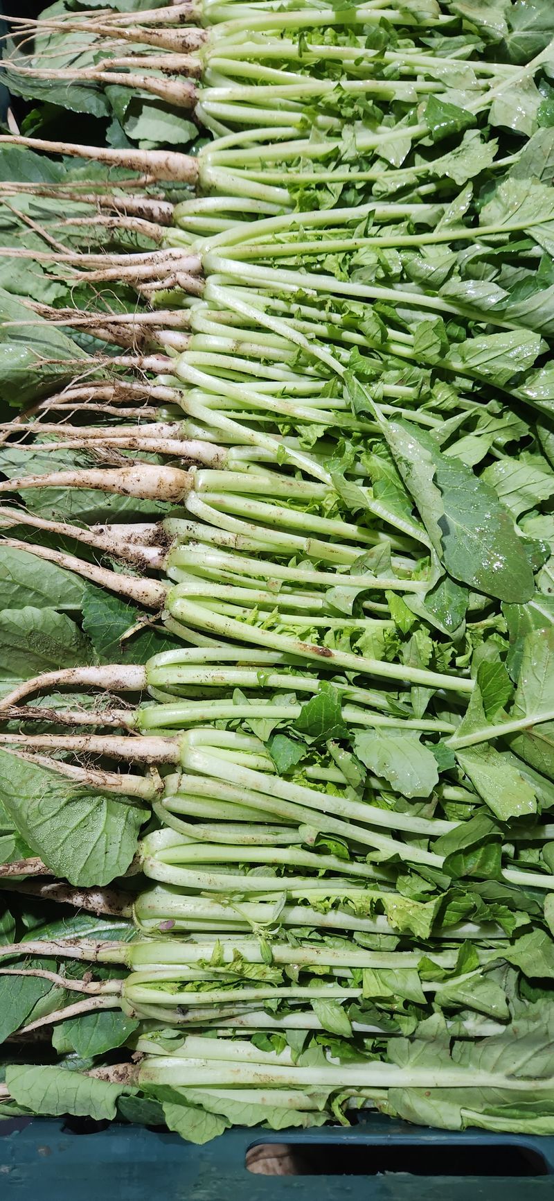 장터 상품 [열무4키로 얼갈이 2키로 ] 썸네일