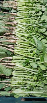 팜모닝 · 게시글 이미지