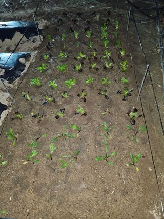 Bmww2226님의 🌱내 작물 자랑하기! · 참여글 작성글 사진