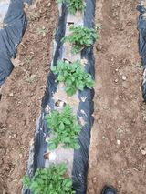 팜모닝 🌱내 작물 자랑하기!·참여글 게시글 이미지