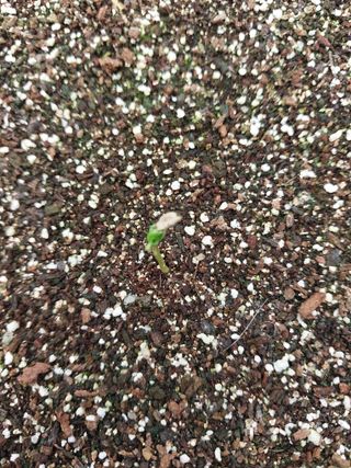 서산팔봉농원님의 자유주제 · 자유게시판 작성글 사진