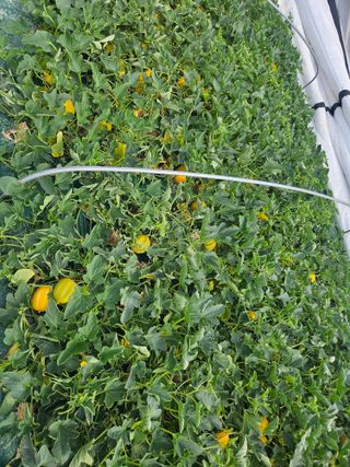 참외님의 🌱내 작물 자랑하기! · 참여글 작성글 사진