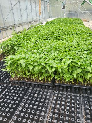 이상욱님의 🌱내 작물 자랑하기! · 참여글 작성글 사진