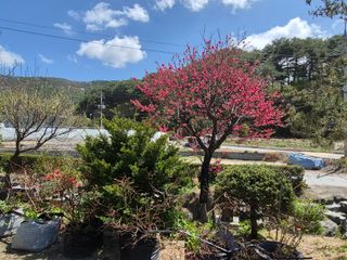 전택춘님의 🌱내 작물 자랑하기! · 참여글 작성글 사진