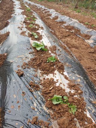 박상현님의 🌱내 작물 자랑하기! · 참여글 작성글 사진
