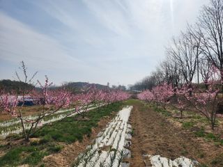 댕이골표영환님의 🌱내 작물 자랑하기! · 참여글 작성글 사진