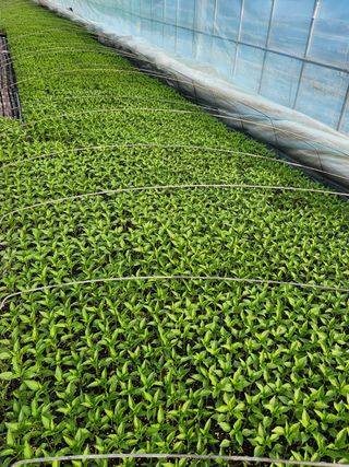 병풍취산채농원님의 자유주제 · 자유게시판 작성글 사진