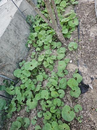 Bmww2226님의 🌱내 작물 자랑하기! · 참여글 작성글 사진