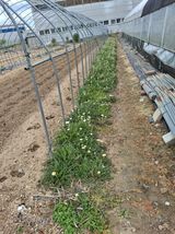 팜모닝 🌱내 작물 자랑하기!·참여글 게시글 이미지