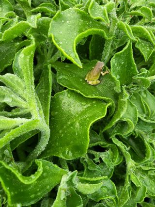 이정혜님의 🌱내 작물 자랑하기! · 참여글 작성글 사진