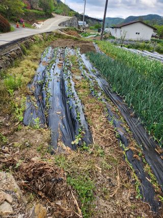 화순초보농군님의 🌱내 작물 자랑하기! · 참여글 작성글 사진
