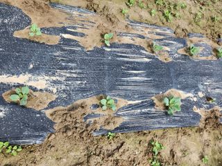 장안님의 🌱내 작물 자랑하기! · 참여글 작성글 사진