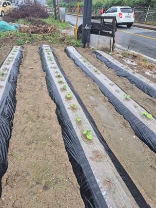 김연숙님의 🌱내 작물 자랑하기! · 참여글 작성글 사진