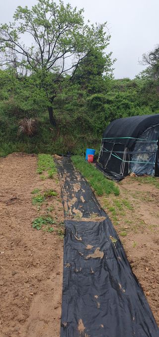 김영진님의 🌱내 작물 자랑하기! · 참여글 작성글 사진