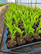 약초원 김종군님의 🌱내 작물 자랑하기!·참여글 작성글 사진