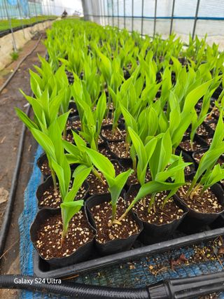 약초원 김종군님의 🌱내 작물 자랑하기! · 참여글 작성글 사진