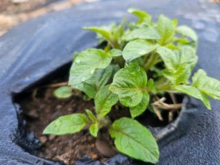 farmer님의 🌱내 작물 자랑하기! · 참여글 작성글 사진