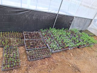 이상권님의 🌱내 작물 자랑하기! · 참여글 작성글 사진