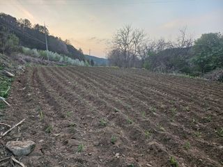 이준님의 🌱내 작물 자랑하기! · 참여글 작성글 사진